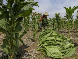 Regulasi Pertembakauan: Intervensi Asing, Kemenkes Dipaksa Libatkan Industri